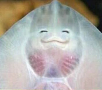 Happy stingray smile sending cute vibes (with jay's cute tiny paws) ☺️🤏🏻