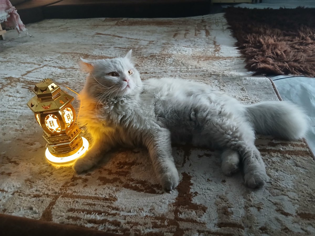 isra'a🍉🇵🇸 tweet media