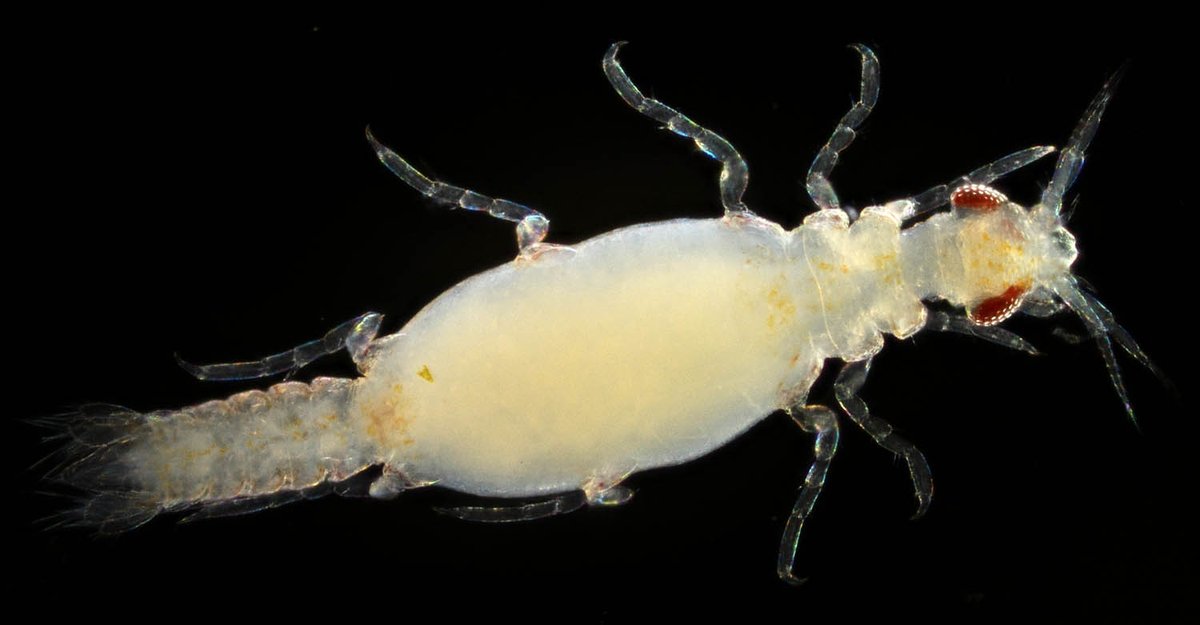 gecko / the eccentric explorer 𓆣 (@gecko28651371) / Posts / X