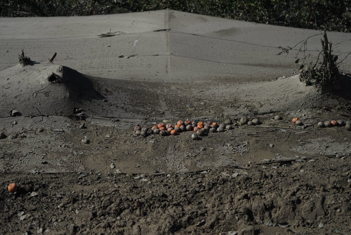 Los daños de las inundaciones en el campo andaluz impresionan.

Hay más de 200.000 hectáreas agrícolas afectadas y he visitado algunos cultivos dañados en Jerez con el comisario <a href="/CHansenEU/">Christophe Hansen</a>.

Somos una potencia agrícola en Europa y trabajamos juntos en la recuperación del sector.