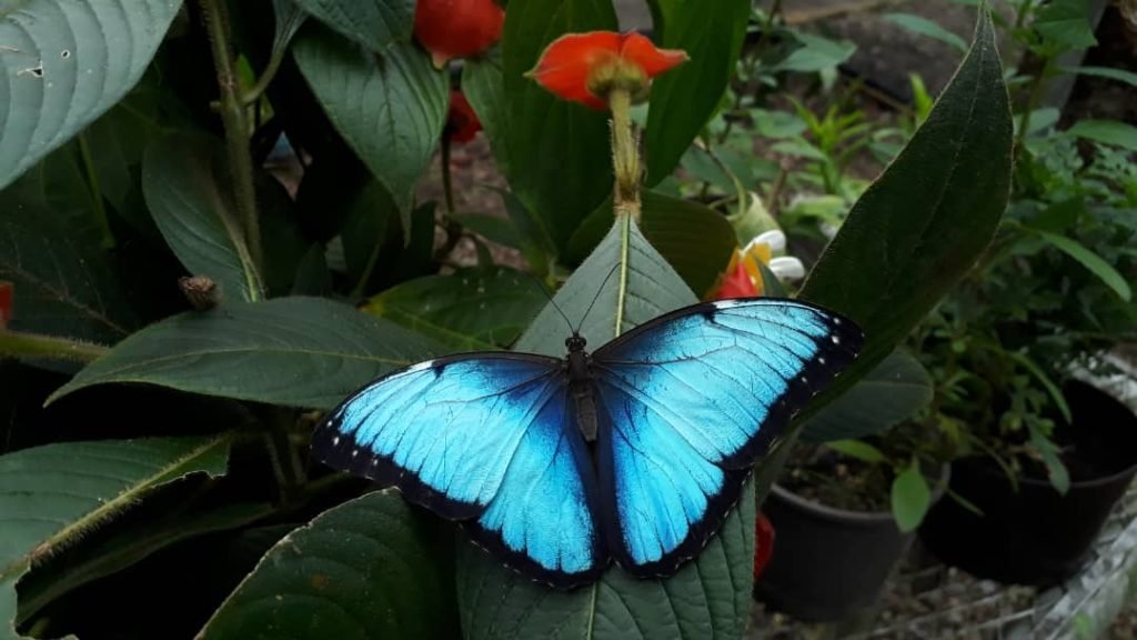 La Inventadera tweet media