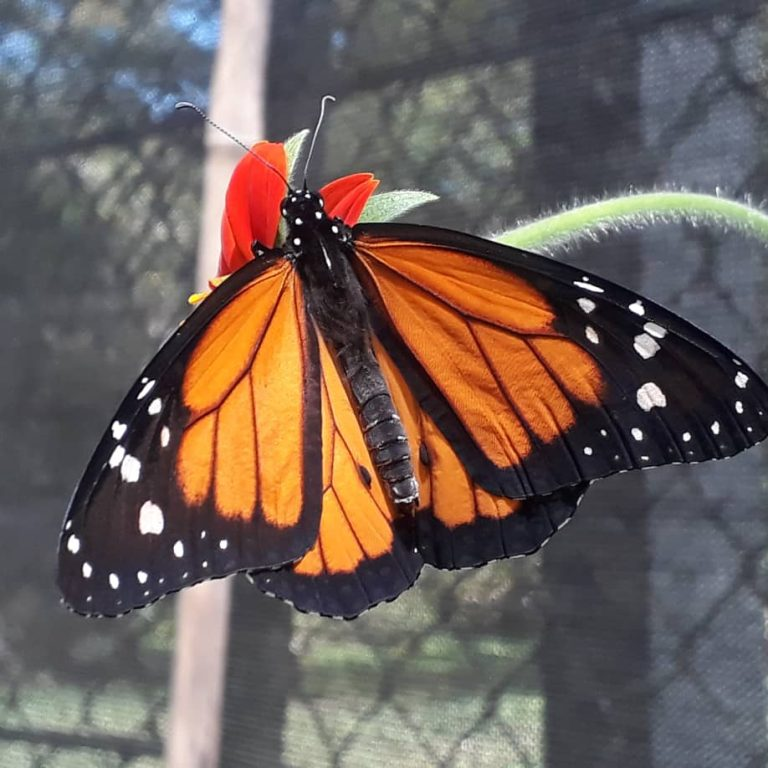 La Inventadera tweet media