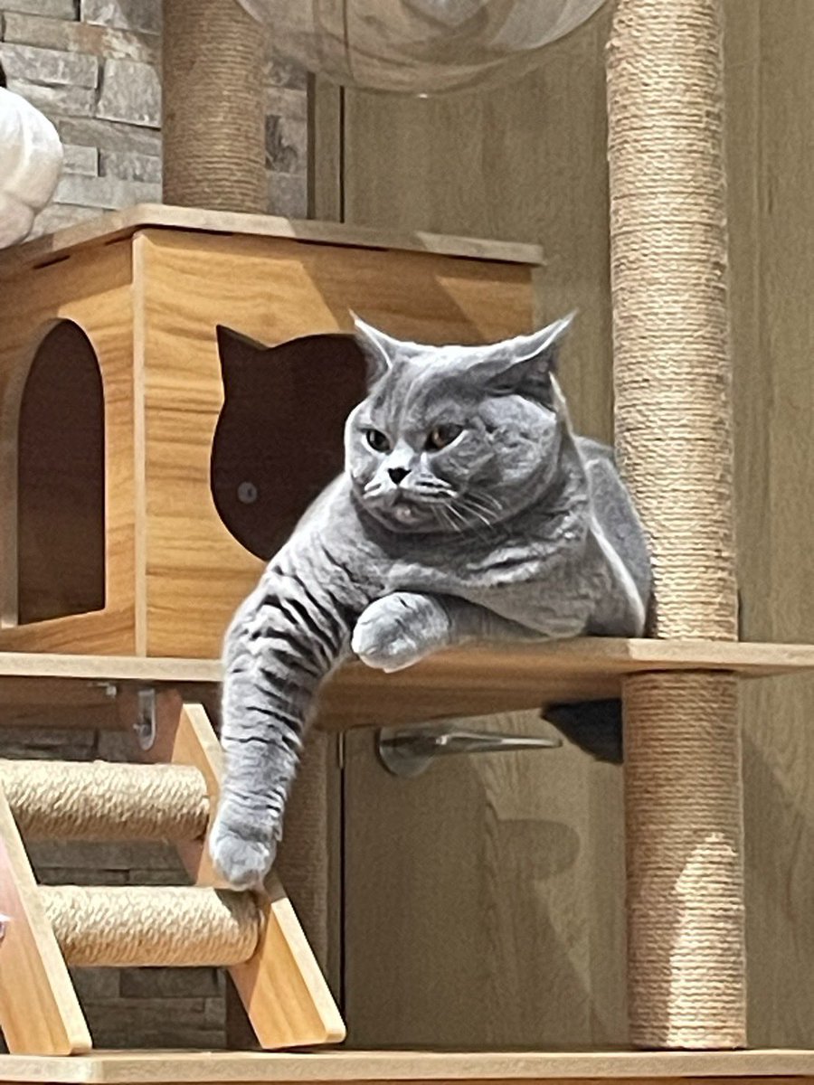 ←これが →こう