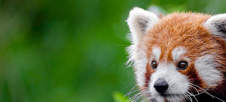 RedPandaEveryHr's tweet photo. https://t.co/fGuQz5GnZQ