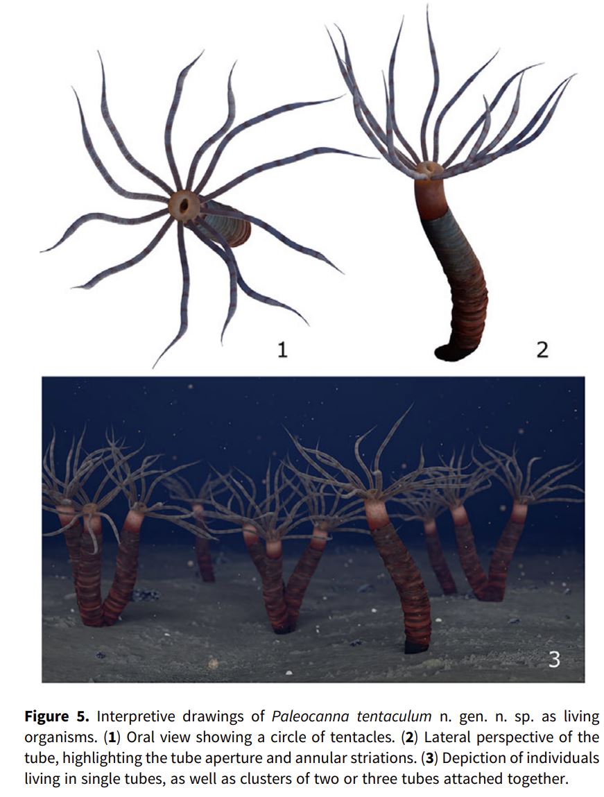 Robin Ninon tweet media