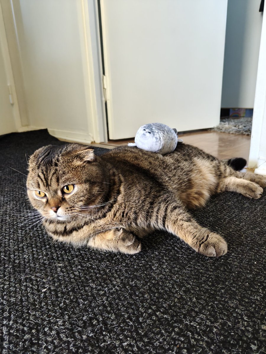 catto 🇫🇮🇪🇪 tweet media