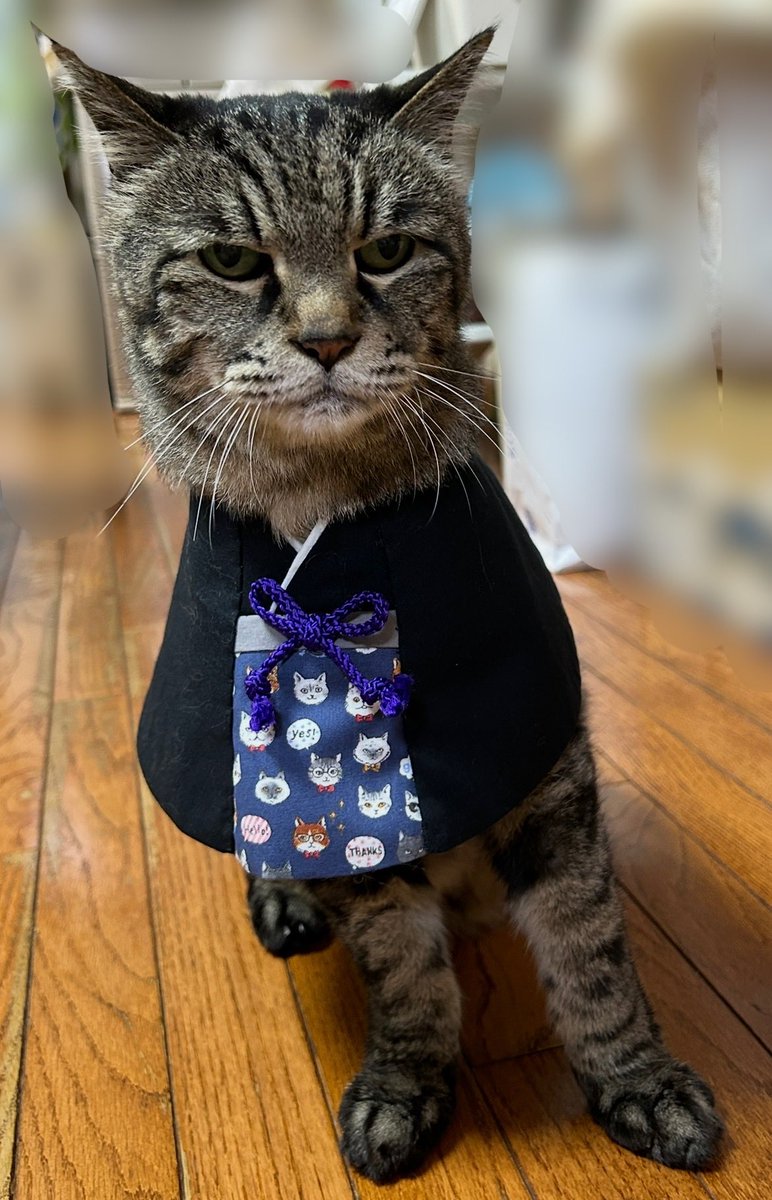 ねここℕ𝕖𝕜𝕠𝕜𝕠 🐾 (@Nekokokizitora) / Posts / X