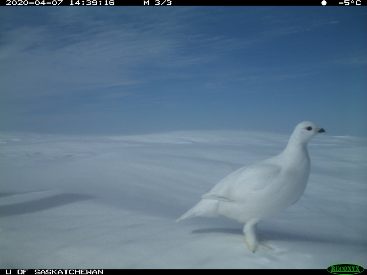 trailcam (@trail_cams) on Twitter photo 