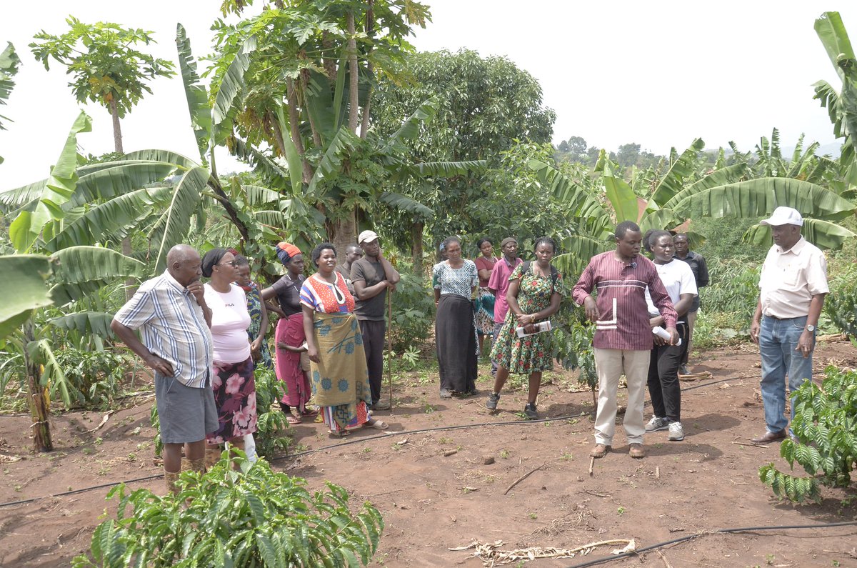 Enabling our farmers learn from each other through field visits to the best-performing plantations.  From there, they can learn the best agronomic practices ans use them in their own gardens.  #BunyangabuCares