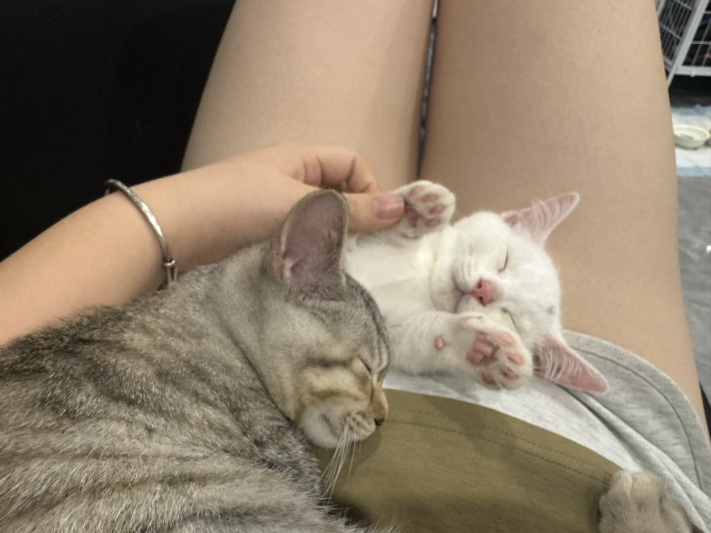 小牛历险记 tweet media