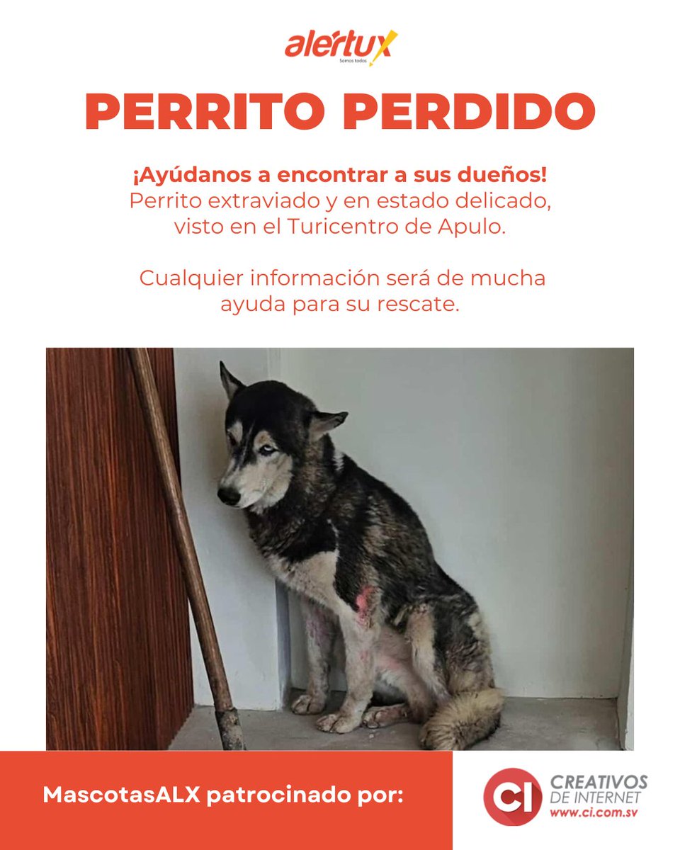 #MascotasALX | #TraficoSV Se reporta perrito extraviado en el sector del Turicentro de Apulo, en estado de salud delicado.
Se solicita apoyo para localizar a sus dueños.
Por favor comparte para que llegue a su familia. 🙏