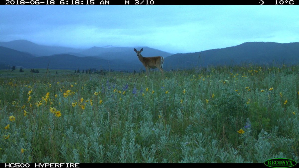 Trail_Cams's tweet photo. https://t.co/ddLEkGkge0
