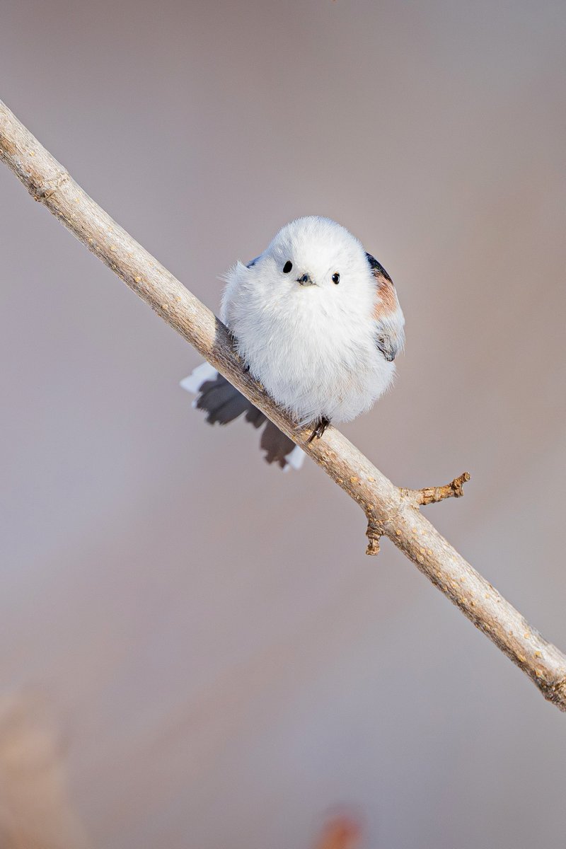 北の大地の小さな天使👼 Z9+Z 600mm f/4 TC VR S #シマエナガ