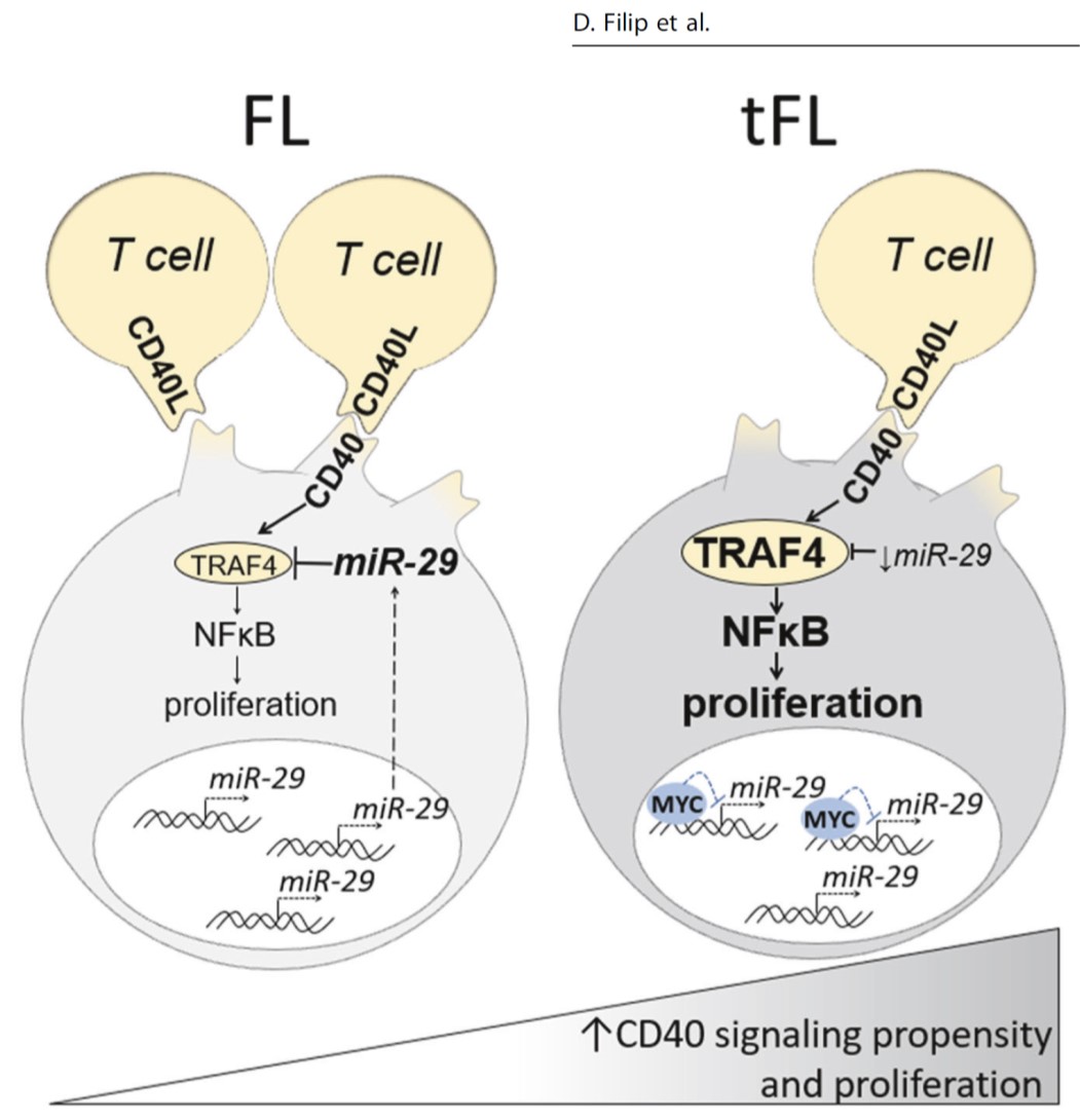 Mraz Lab tweet media
