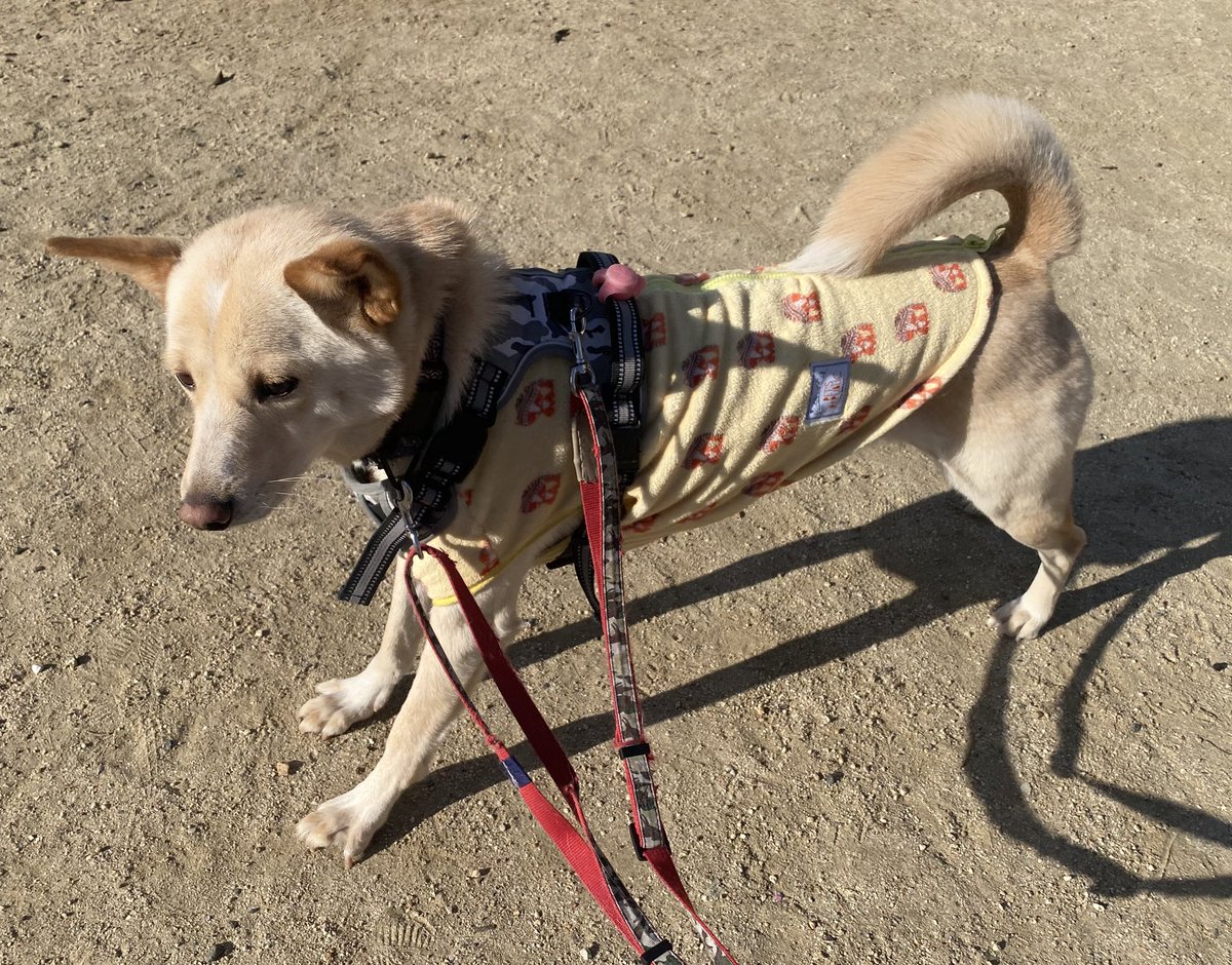 姉。Ｘに流れてくる呟きに、信じられないような動物虐待の動画などがあり、心身に良くない。犬が投げ捨てられたり、キリンが遊びで撃たれたり…。なぜ、同じ奇跡の惑星に生を受けた生き物として敬意や思いやりを持てないんだろうか、ヒト。知性や心を持っているのは、断じてヒトだけではない。