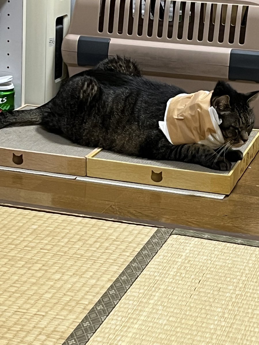 膿が出るのでペットシーツを巻かれガムテープで固定されてるまめたろう