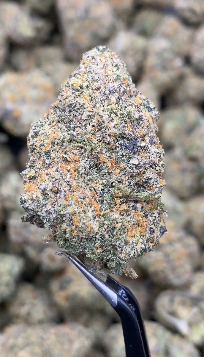 teekanarak's tweet photo. 💀 Death Bubba 💀
Dense buds • Strong aroma • Long-lasting finish

Top-shelf quality with a clean burn and full-body experience.
Serious smokers only.

Order now: https://t.co/03rZVOvOOv

#weedTH #weedbangkok #กัญชาเชียงใหม่ #กัญชาพัทยา https://t.co/imaaLcwfgS