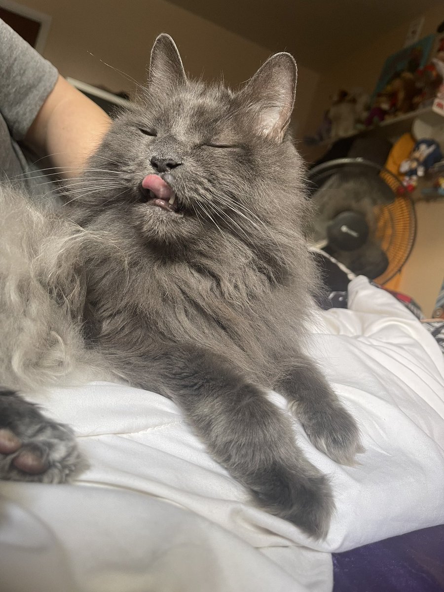 pepper 🌶️ & lugosi 🧛🏻‍♂️ tweet media