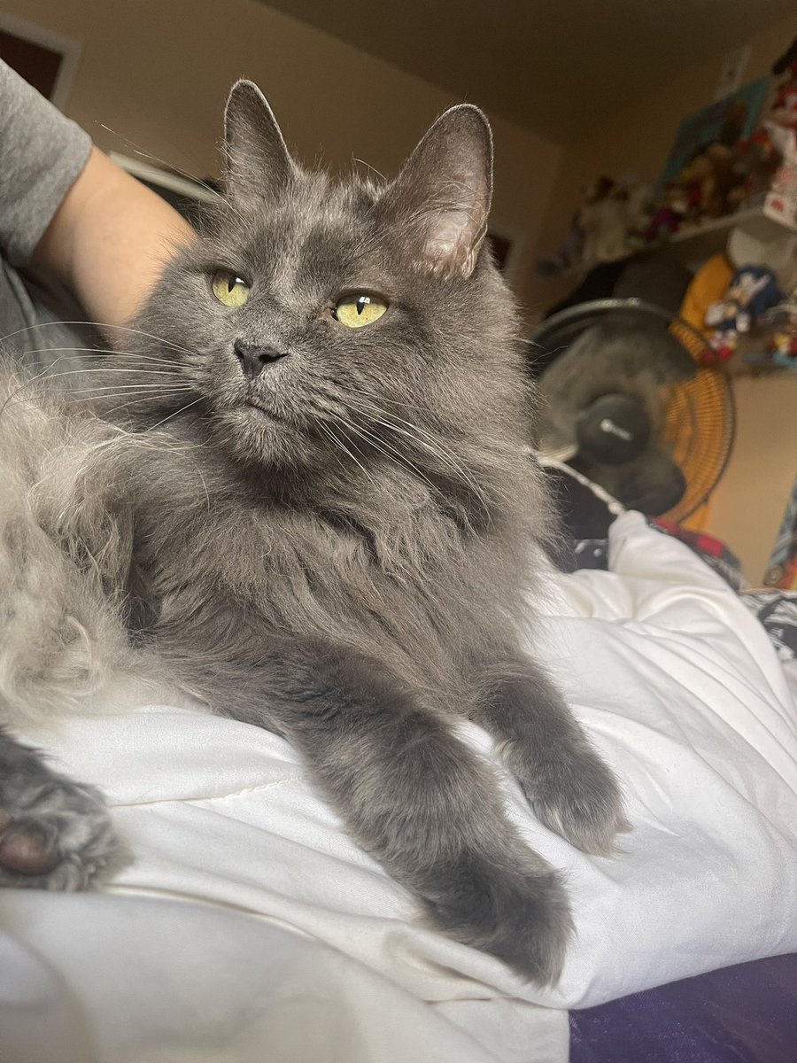 pepper 🌶️ & lugosi 🧛🏻‍♂️ tweet media