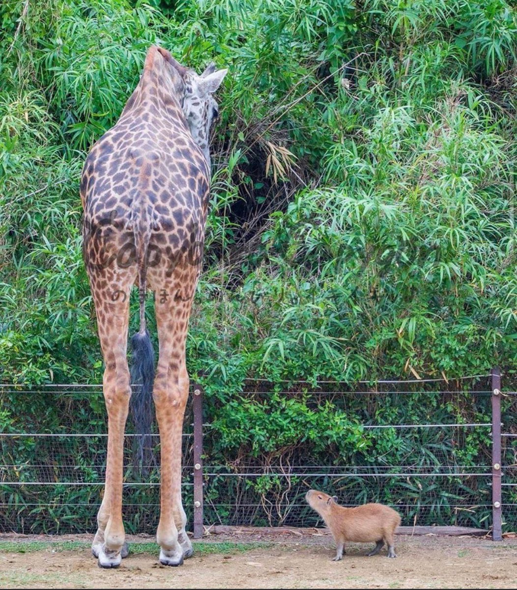 友達の間に違いはない
#カピバラ #キリン #友情