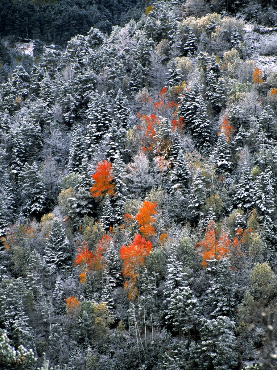 EduVinuales's tweet photo. El invierno quiso tapar el color del otoño.
Tal vez la hayáis visto alguna vez, en algún otro sitio publicada. Es una de mis fotografías preferidas. Y quizás alguno me hayáis oído contar que la tomé un día 1 de noviembre -hace ya bastantes años-... 👇👇👇
https://t.co/PiQAonZIbI https://t.co/yvxJaqq5w2