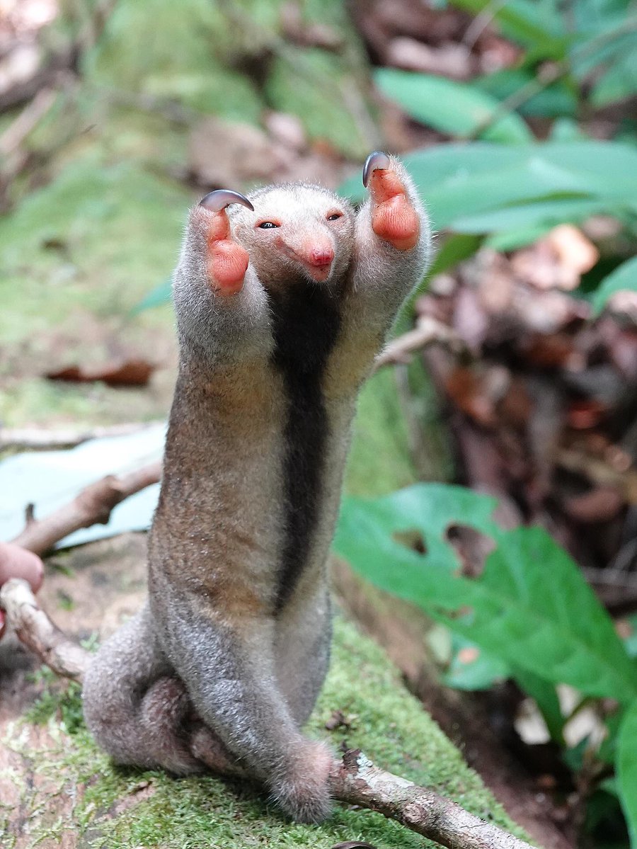 quentinscobie's tweet image. Ooooooooooooooooooo--yea.....