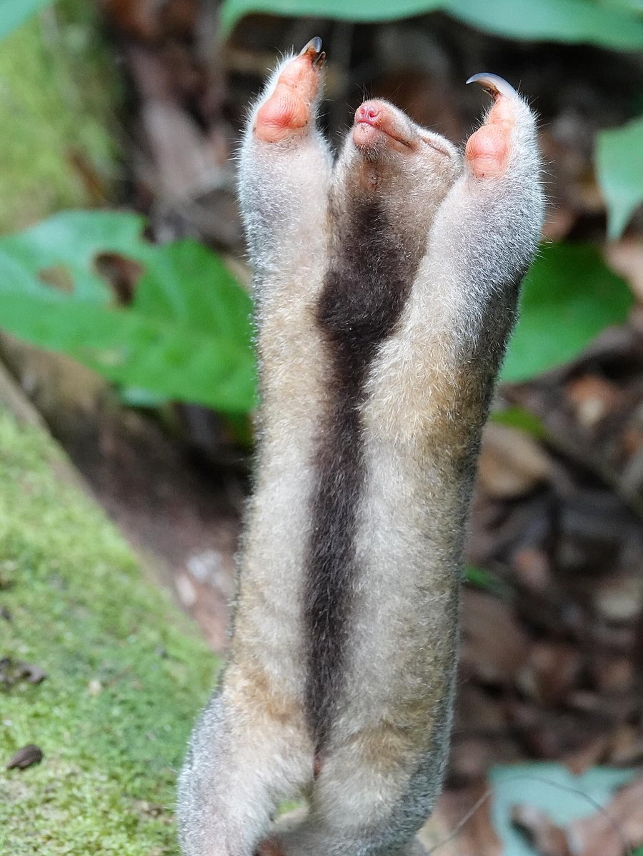 quentinscobie's tweet image. Ooooooooooooooooooo--yea.....