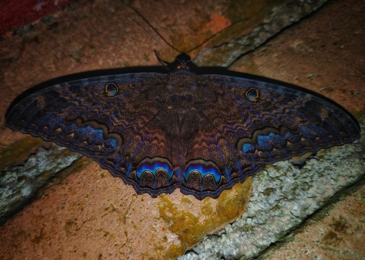 sadspeIl's tweet photo. The black witch moth (ascalapha odorata) https://t.co/ldAiza2FMq