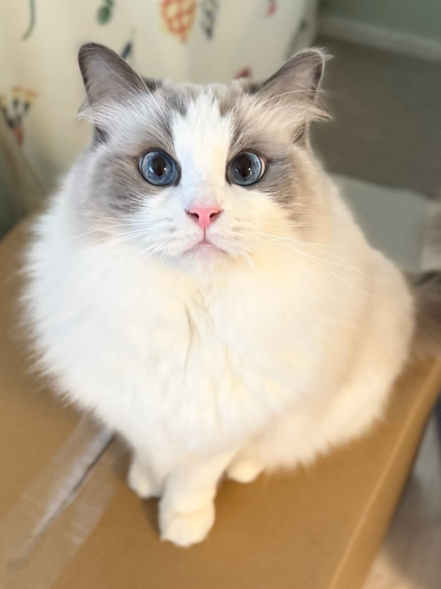 ニャ🐱🍖 #1739日目