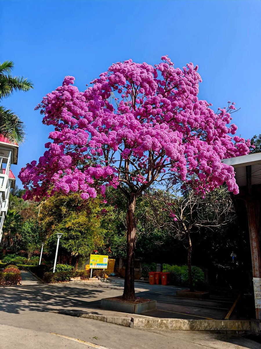 mireya starkenberg tweet media