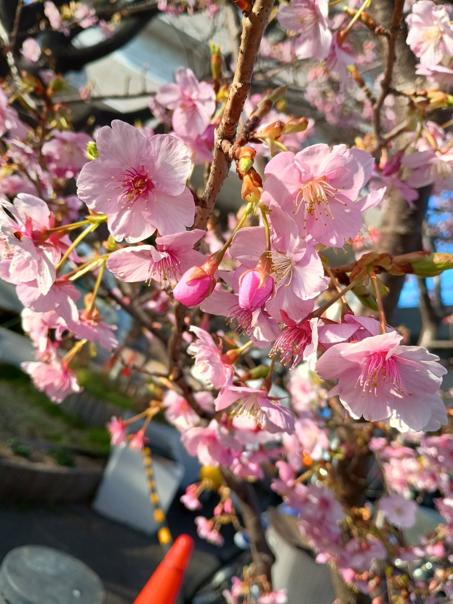 俯き加減に咳をしながら
足早に歩く人々に
気付かれもしないのに
少し恥ずかしそうに頬を染めて
そっと笑顔を向ける
道行く人々の健康を
いつも気に掛けてくれる
小さな河津桜の木は
病院の一画で佇んでいる
.
