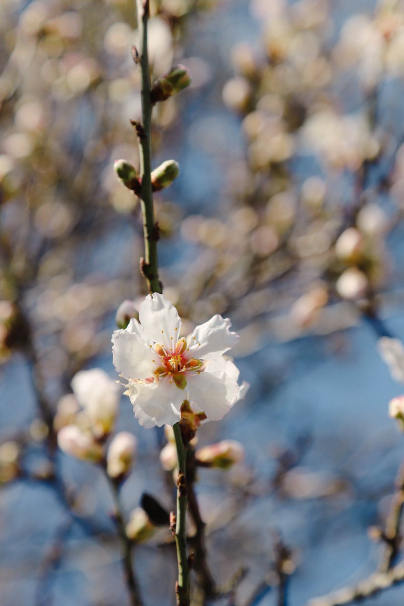 National Botanical Garden of Georgia tweet media