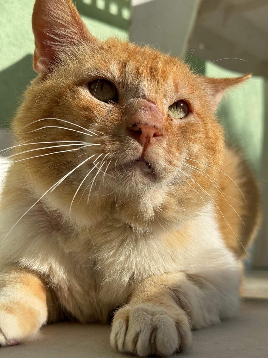 #JAÉN
#TOMMY sigue sin nada.... 😔

Tiene casi 10 años. Ha sido, el jefe felino de varias colonias, un verdadero superviviente de las calles hasta que fue atrapado y puesto a salvo... Ahora vive relajado en la prote.

Es un gato tímido, pero agradecido. Aún le falta un poco de