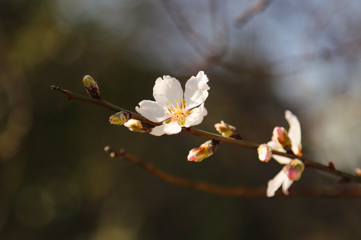 National Botanical Garden of Georgia tweet media