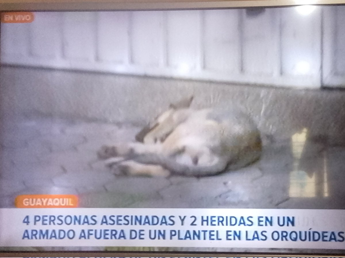 #Guayaquil Este can yace en la vereda, a la espera de quien nunca volverá. Violencia imparable y seres que quedan en total indefensión. Reportó <a href="/teleamazonasec/">Teleamazonas</a> . SOS <a href="/alcaldiagye/">Muy Ilustre Municipalidad de Guayaquil</a> <a href="/181Responde/">181 Responde</a> <a href="/segura_ep/">Segura EP - C5GYE</a> <a href="/Proanimal_gye/">ProAnimal_gye</a> <a href="/PrefGuayas/">Prefectura del Guayas</a> <a href="/LFC014/">Liliana Febres-Cordero</a> <a href="/eluniversocom/">El Universo</a> <a href="/DiarioExtraEc/">Diario Extra</a> <a href="/Expresoec/">Diario Expreso</a>