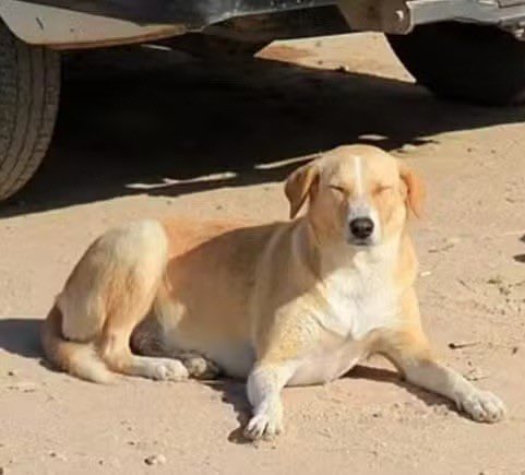 Marrocos, país sede da Copa de 2030 junto de Espanha e Portugal, planeja ABATER ATÉ 3 MILHÕES DE CACHORROS com o intuito de “limpar” áreas urbanas e turísticas antes do torneio.

Relatórios de uma entidade de proteção animal afirma que cerca de 300 mil animais são mortos no país,