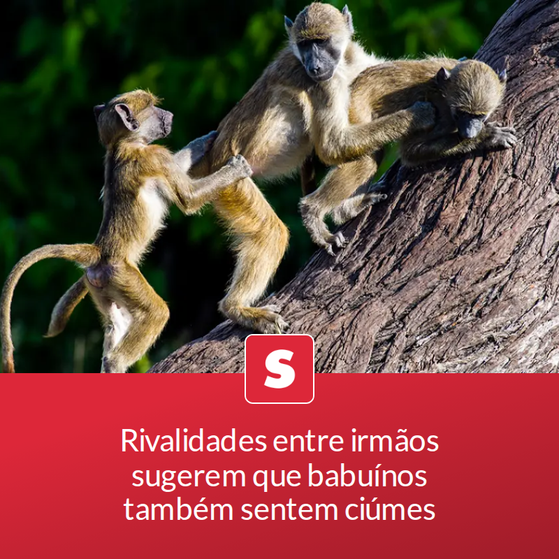 Rivalidades entre irmãos sugerem que babuínos também sentem ciúmes

Pesquisa sugere que esses primatas podem ter emoções complexas, como os humanos.

📖 Leia a matéria no link - mrf.lu/zYsf