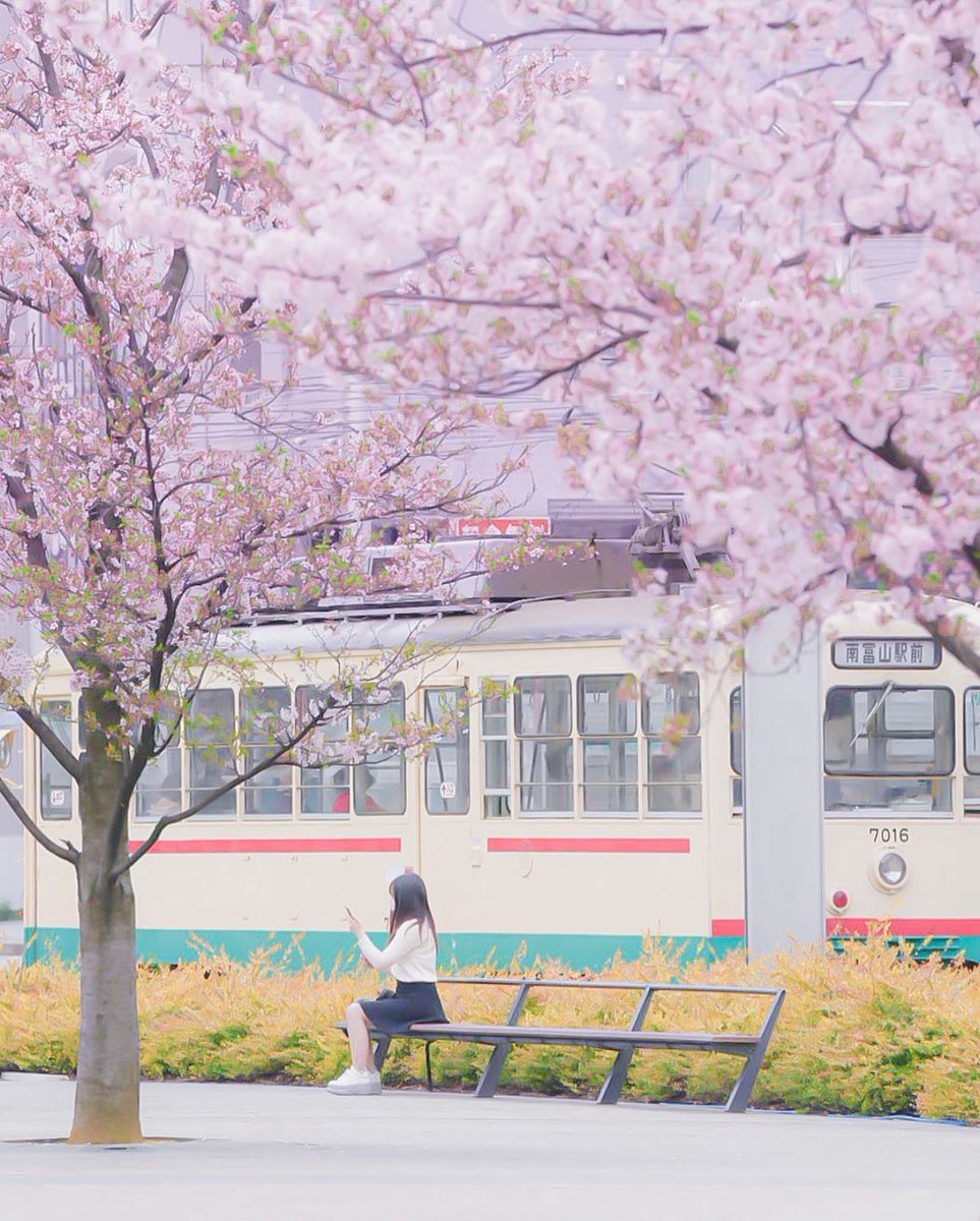 富山は海鮮🐟だけじゃない。 春は、街ごと優勝してる🌸🚋 桜と路面電車