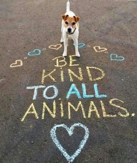 Be kind with all animals !!
