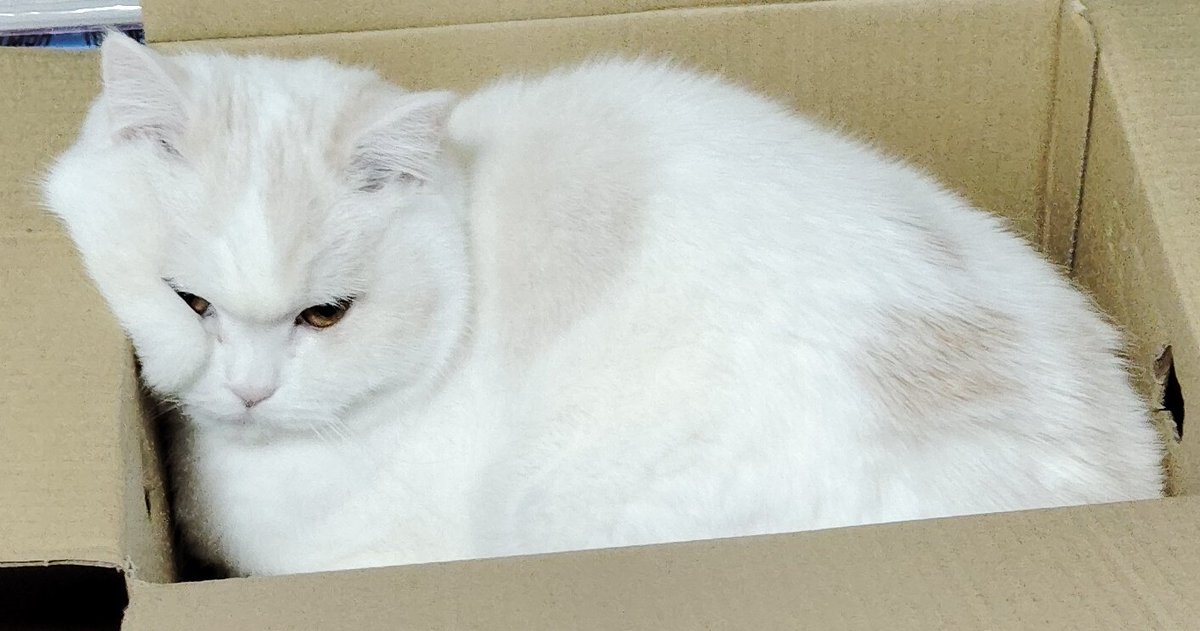 福ちゃん (@fukuchanwhite) on X