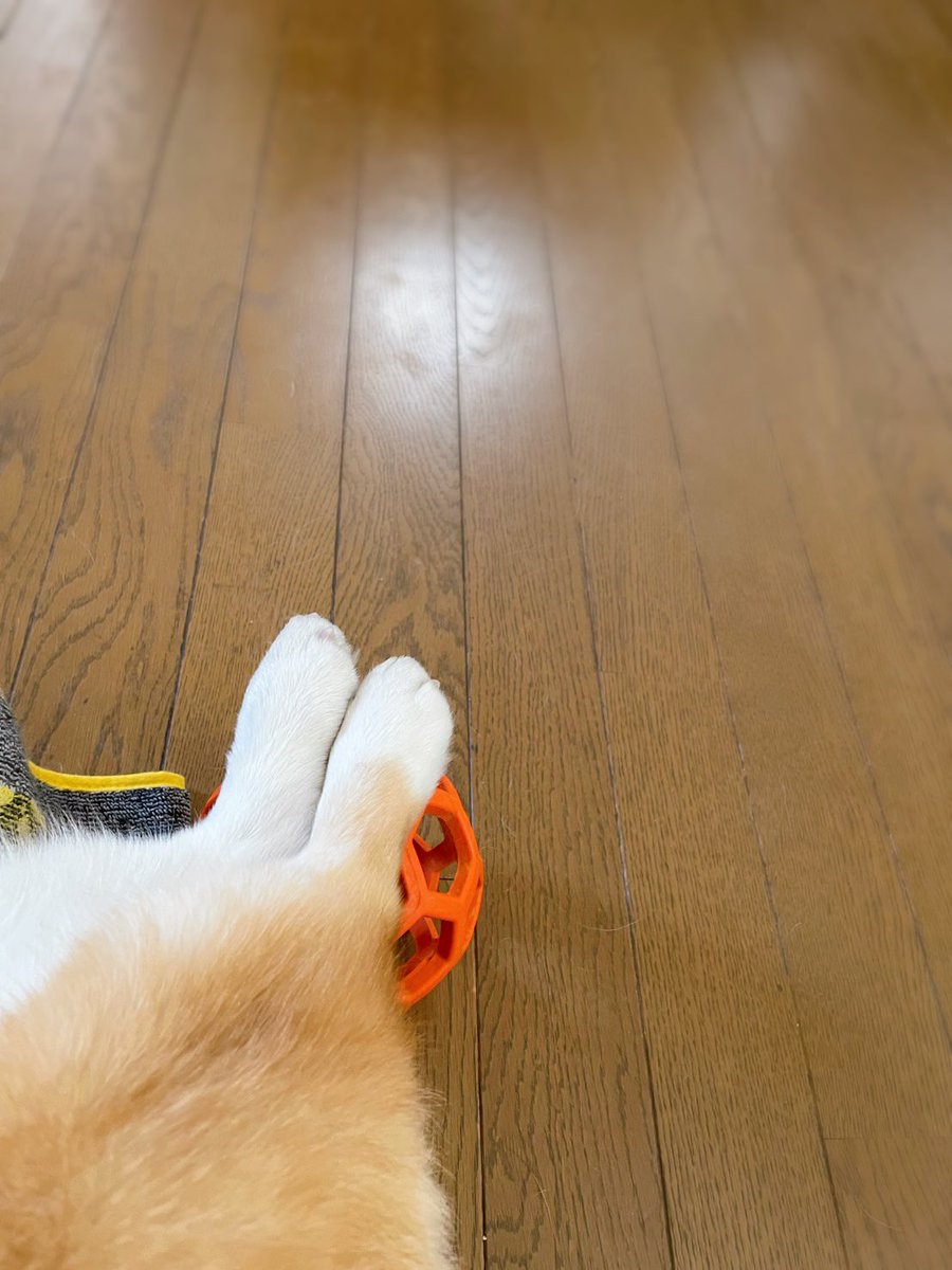 こたろう tweet media