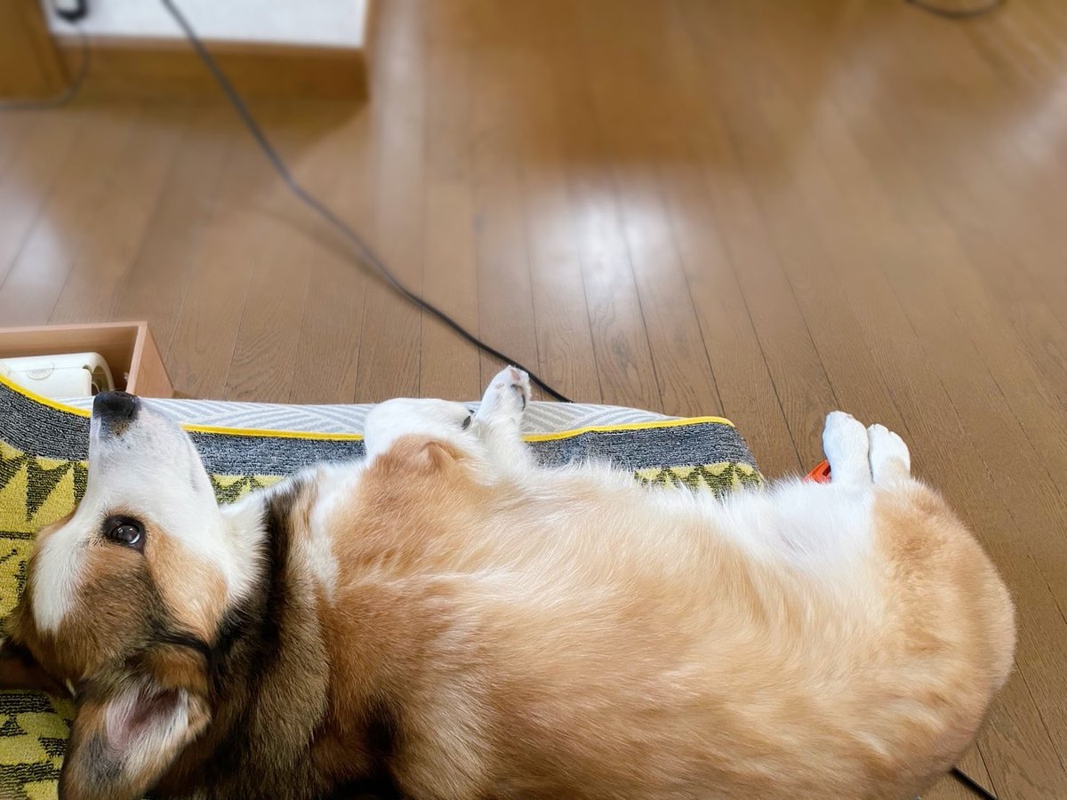 こたろう tweet media