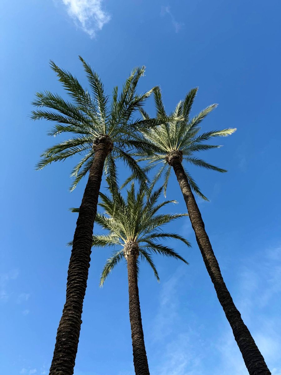 Palmtrees ☀️🌴☀️ 
We gaan nog niet naar huis🎶😎