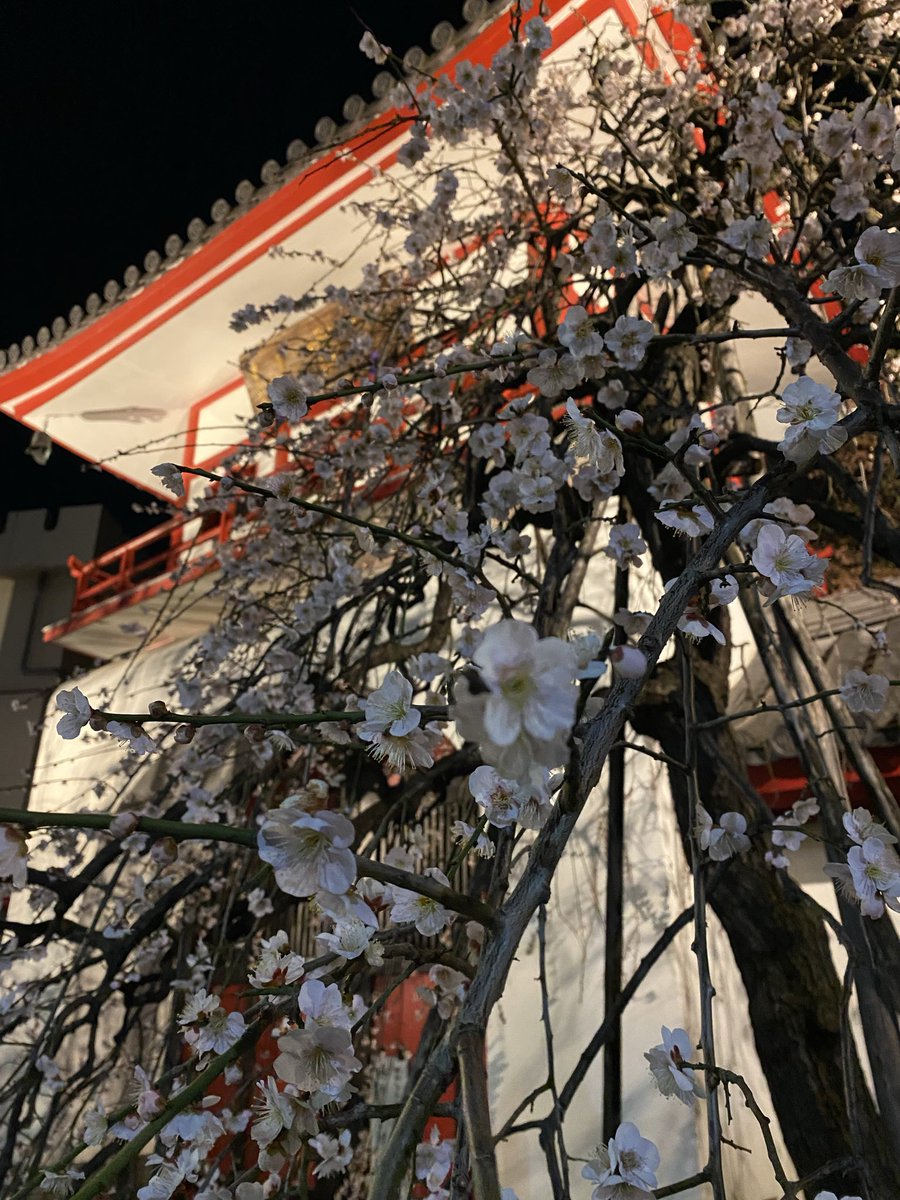 帰り道のお楽しみ、夜桜ならぬ夜梅