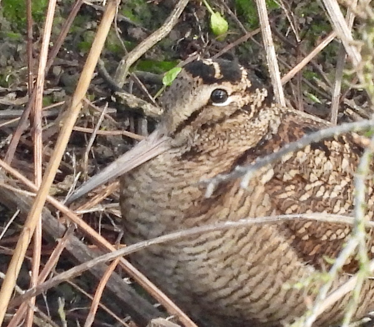 Pauline Gilbertson tweet media