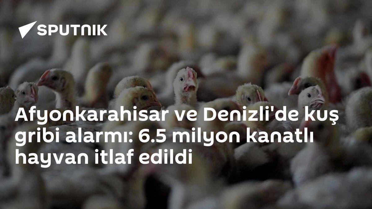 <a href="/yerelgundemi/">Yerel Gündemi</a> İnsan sağlığı için 6,5 milyon kanatlı itlaf edildi.
Can güvenliğimiz söz konusu iken itler neden itlaf edilmiyor? 
İtin kanatlıdan üstünlüğü mü var?

Çok hızlı bir şekilde toplanmalı, sayı fazlası uyutulmalıdır. <a href="/TC_icisleri/">T.C. İçişleri Bakanlığı</a> <a href="/miamustafacftci/">Mustafa ÇİFTÇİ</a> 
<a href="/TCTarim/">T.C. Tarım ve Orman Bakanlığı</a> <a href="/ibrahimyumakli/">İbrahim Yumaklı</a>
