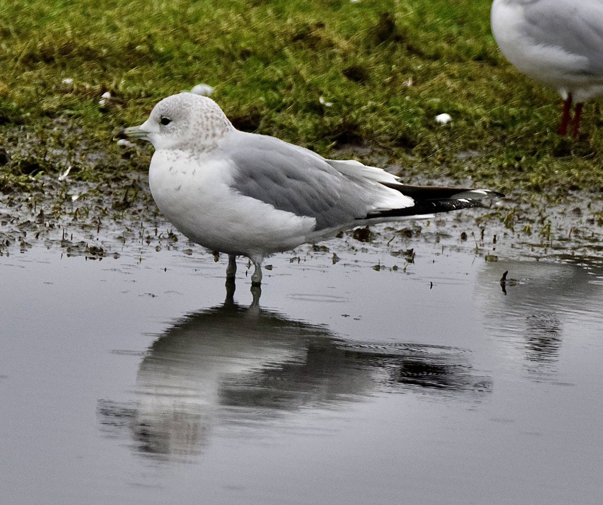 dave ogden tweet media