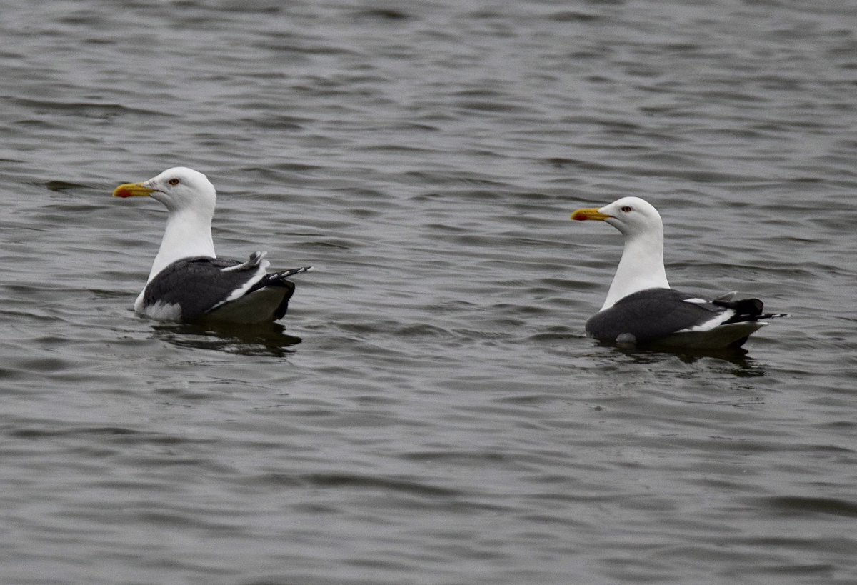 dave ogden tweet media