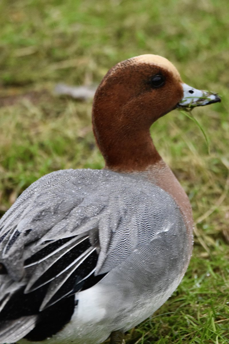 dave ogden tweet media