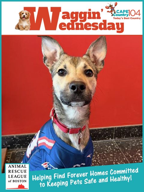 Meet Mouse, a sweet young #dog who spent time in foster before being made adoptable in order to gain weight
capecod.com/lifestyle/wagg…